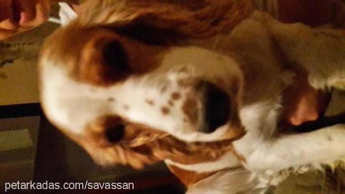 maggİe Dişi Welsh Springer Spaniel