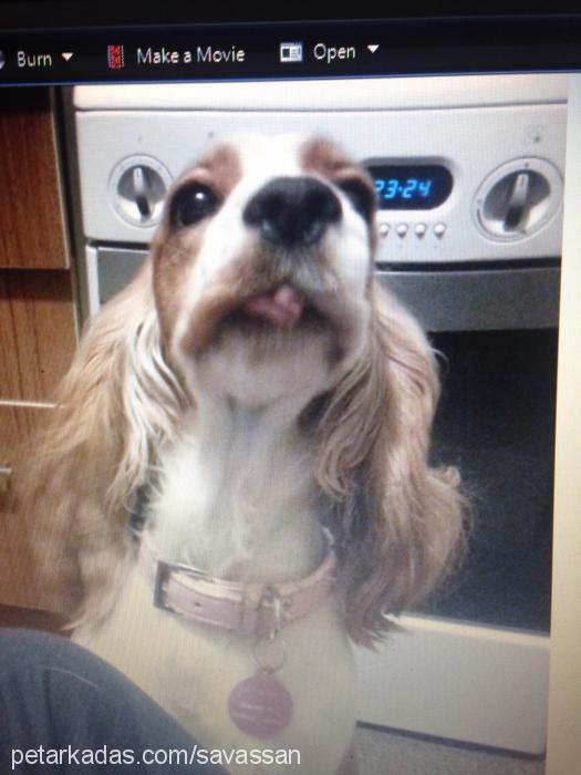 maggİe Dişi Welsh Springer Spaniel