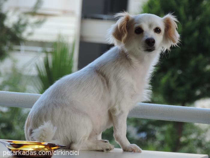 Çirkin Dişi Russian Spaniel