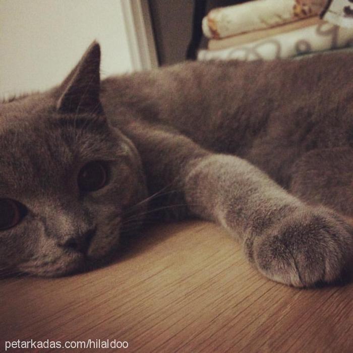 Çorap Erkek British Shorthair