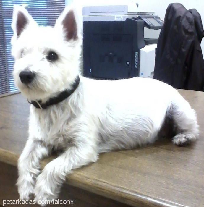 molly Dişi West Highland White Terrier