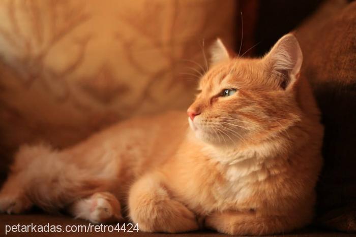 leo Erkek Ankara Kedisi (Angora)