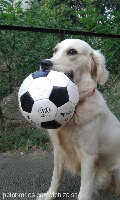 ares Dişi Golden Retriever