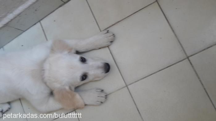 bulut Erkek Golden Retriever