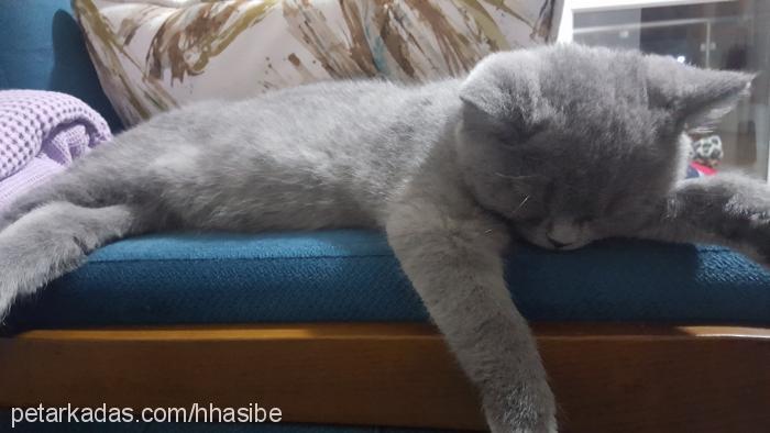 ponÇİk Erkek British Shorthair