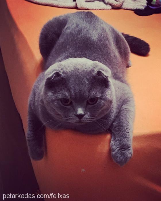 felix Erkek Scottish Fold