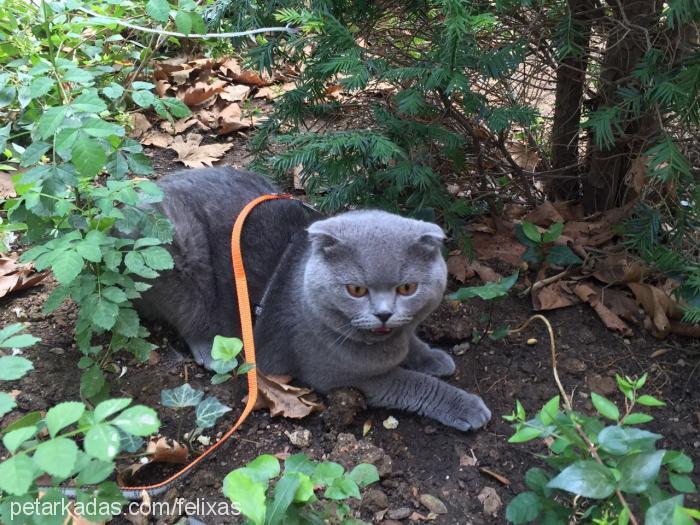 felix Erkek Scottish Fold