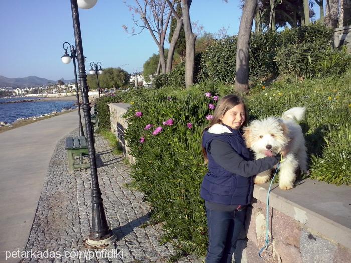 findik Erkek Bichon Havanese