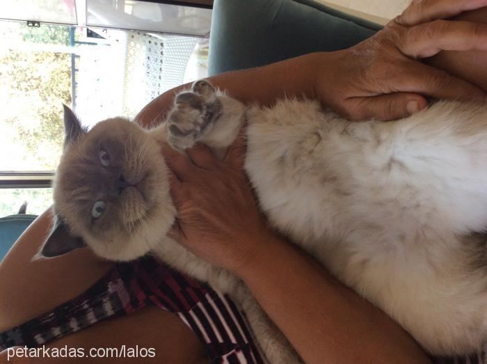 smokey Erkek British Shorthair