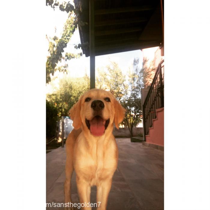 Şans Erkek Golden Retriever