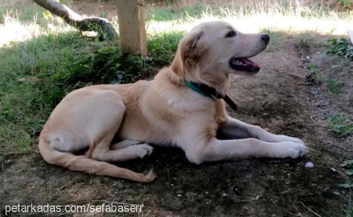 rüzgar Erkek Golden Retriever