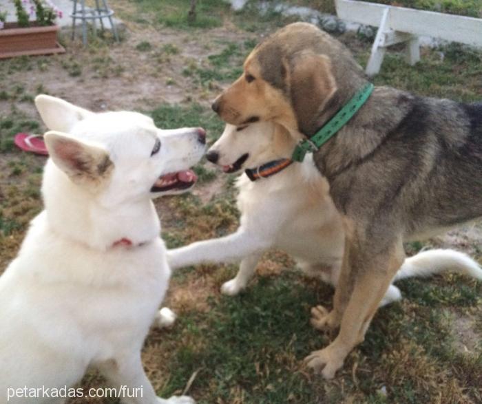 buzi Dişi Sibirya Kurdu (Husky)