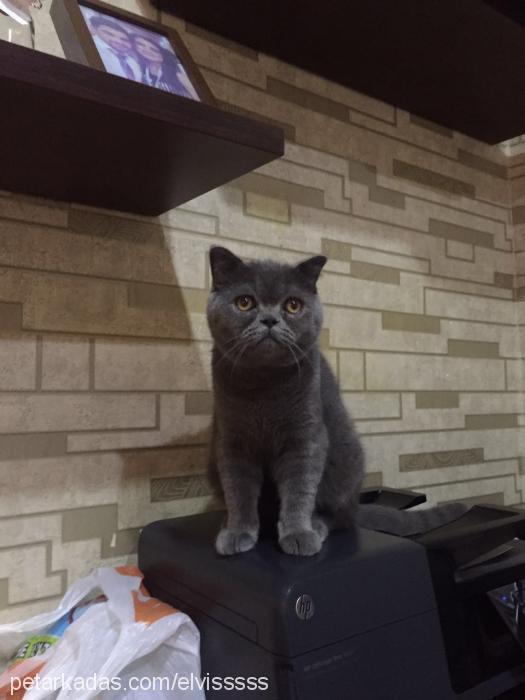 elvİs Erkek British Shorthair