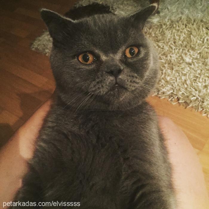 elvİs Erkek British Shorthair