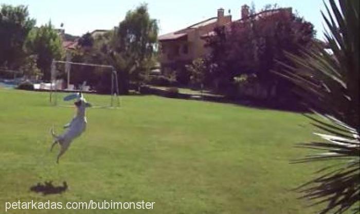bubble Dişi Jack Russell Terrier