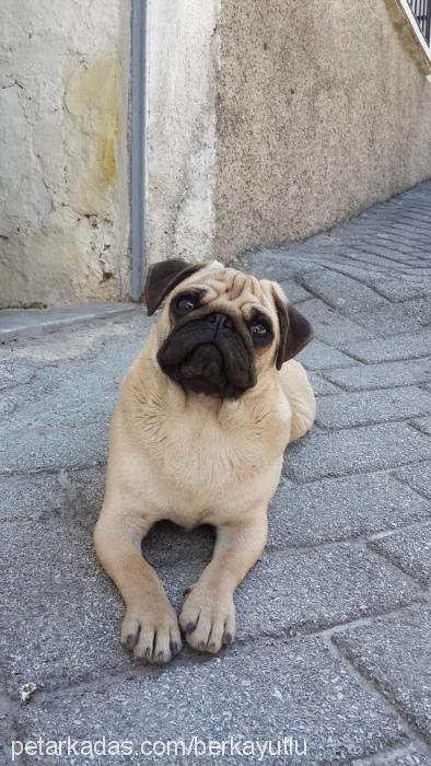 rıfkı Erkek Pug