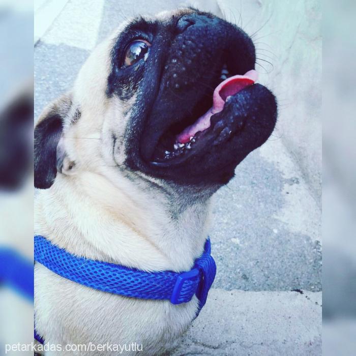 rıfkı Erkek Pug