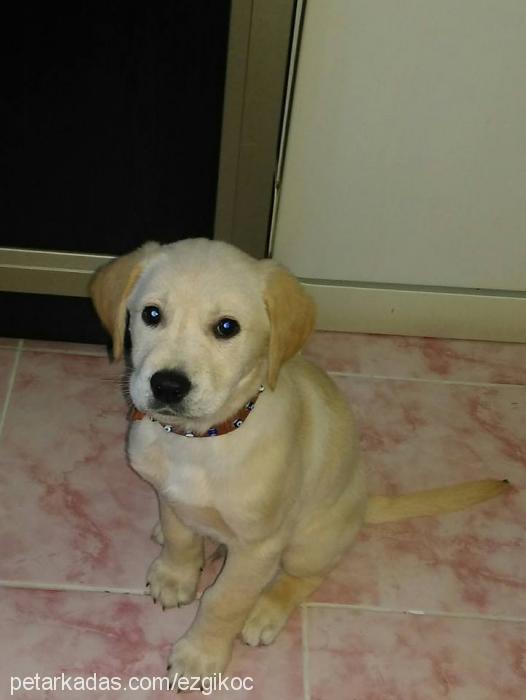 akhilleus Erkek Labrador Retriever