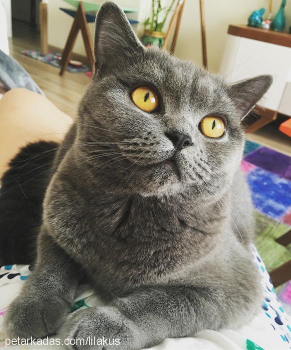 lila Dişi British Shorthair