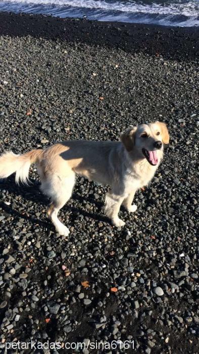 karamel Dişi Golden Retriever