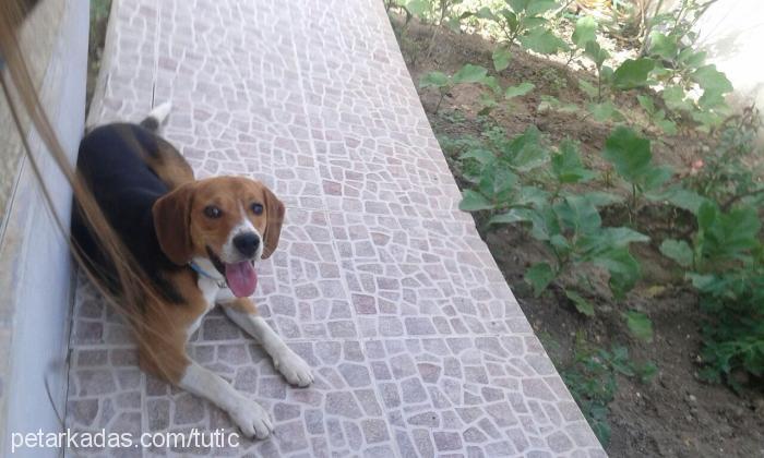 paşa Erkek Beagle