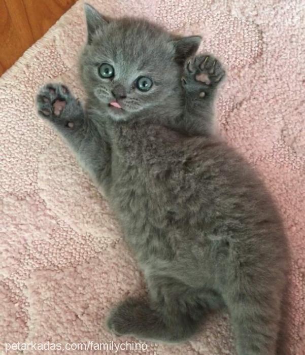 charlie Erkek British Shorthair