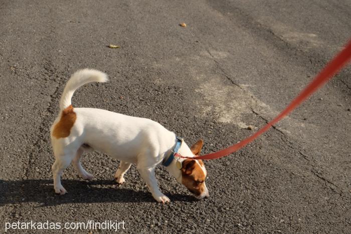 fındık Erkek Jack Russell Terrier