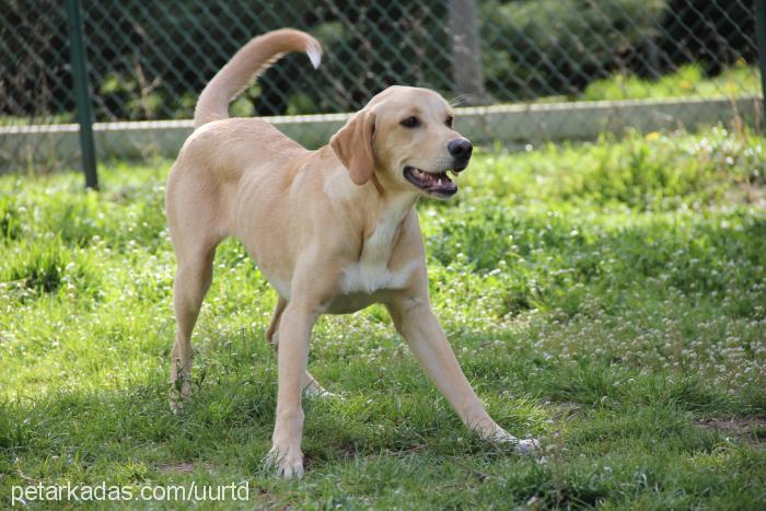 paşa Erkek Labrador Retriever