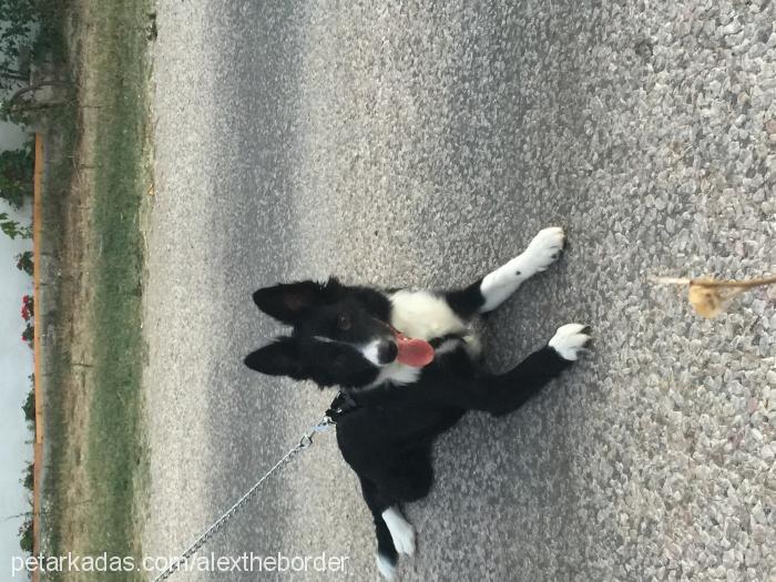 alex Erkek Border Collie