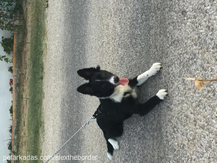 alex Erkek Border Collie