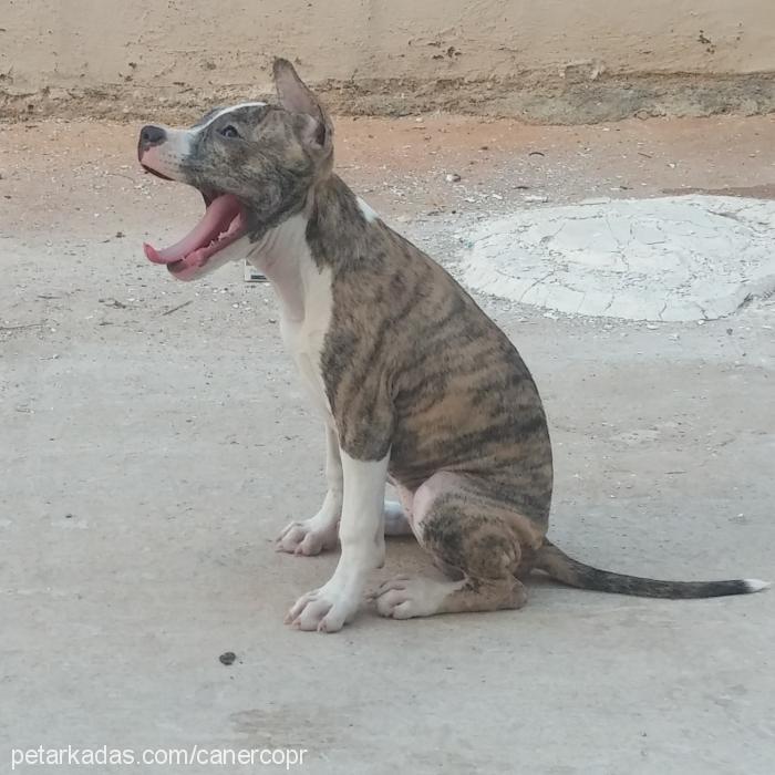 düşes Dişi Amerikan Staffordshire Terrier