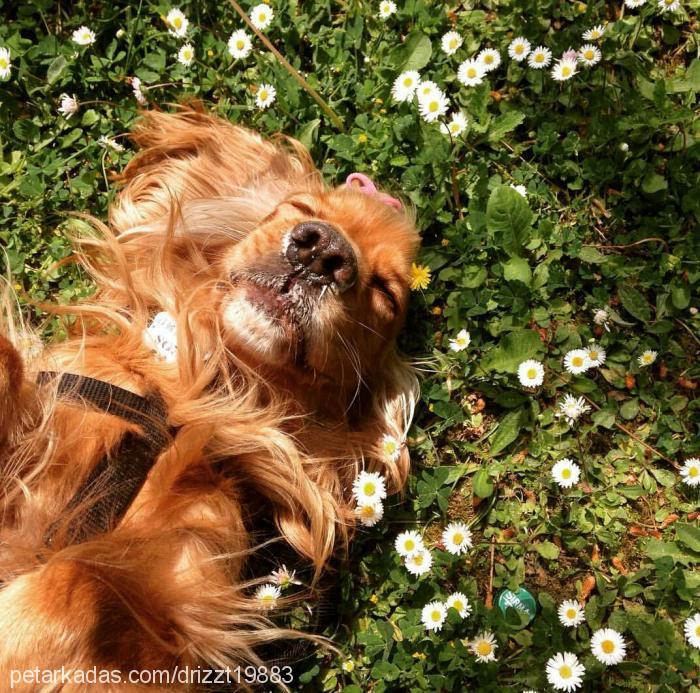 eros Erkek İngiliz Cocker Spaniel