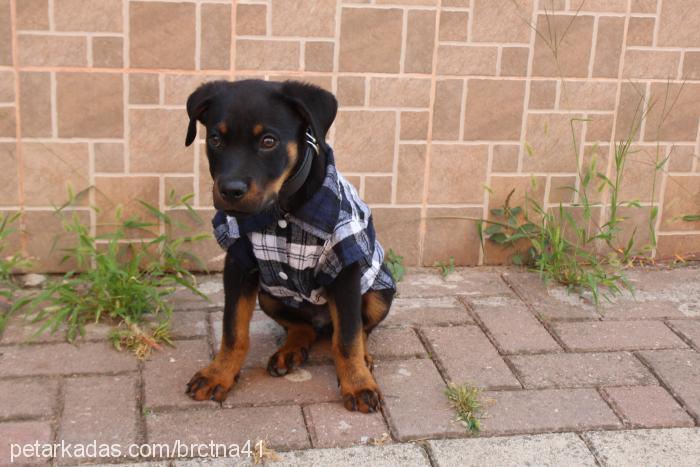 mars Erkek Rottweiler