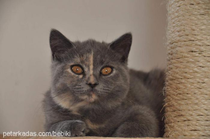 hira Dişi British Shorthair