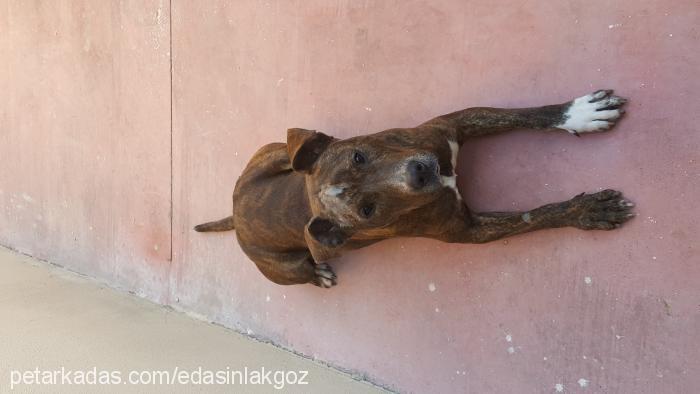 tiger Erkek Amerikan Staffordshire Terrier