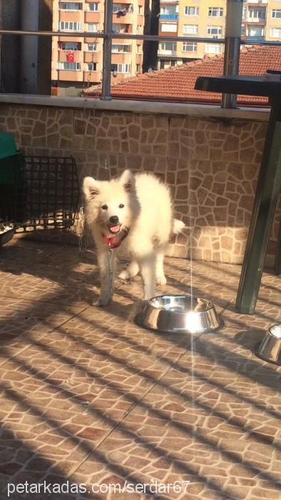 bulut Dişi Samoyed