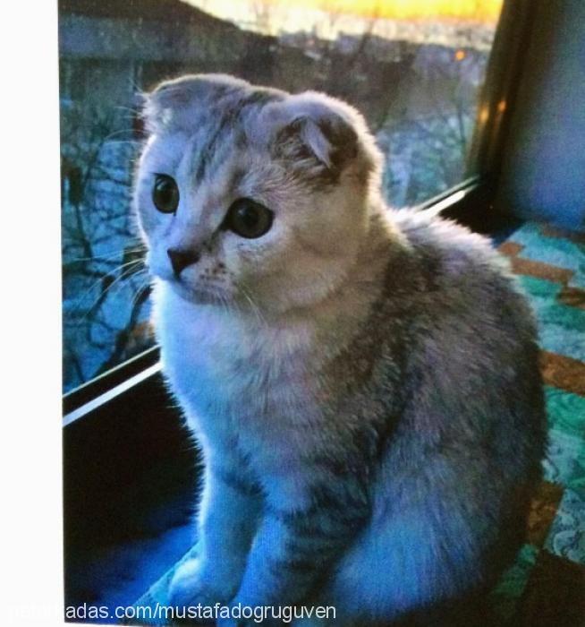 Şapşik Dişi Scottish Fold