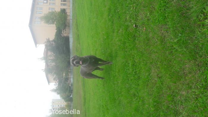 jojirosebella Dişi Cane Corso Italiano