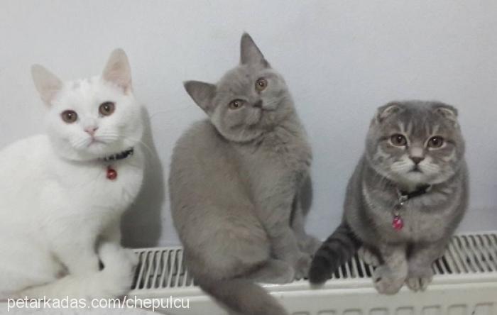 peri Dişi Scottish Fold