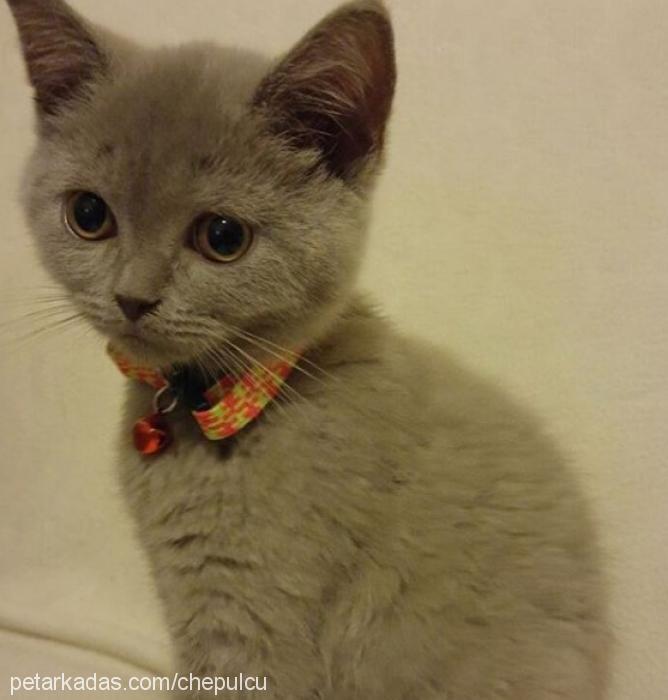 sherry Dişi British Shorthair