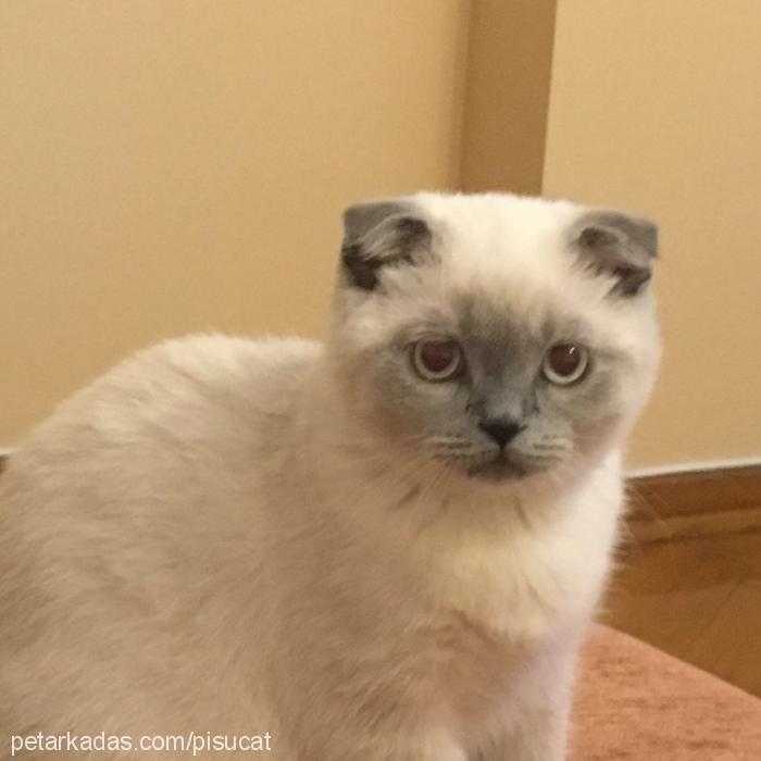 pİsu Erkek Scottish Fold