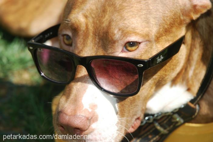 rİta Dişi Amerikan Pitbull Terrier