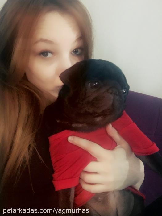 borty Dişi Pug