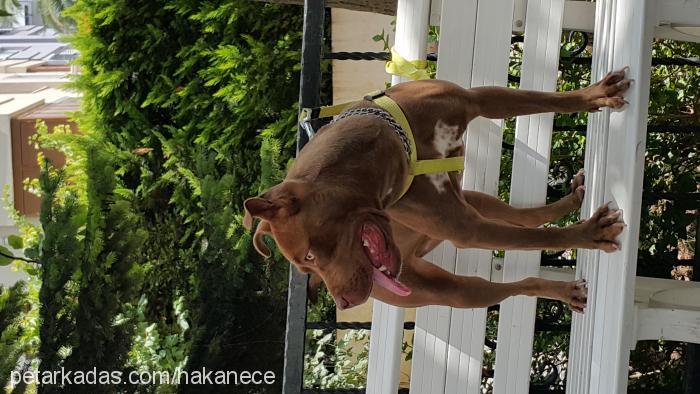 kıtmir Dişi Amerikan Pitbull Terrier