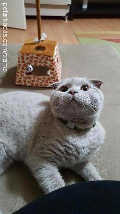 teddy Erkek Scottish Fold