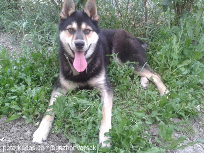 jhonny Erkek İsveç Çoban Köpeği