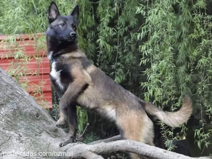 blacky Dişi Belçika Malinois