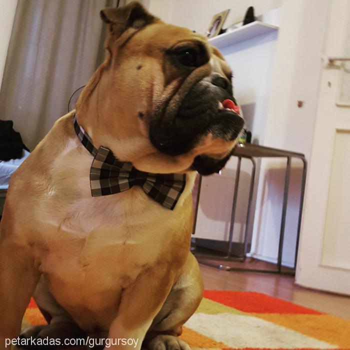 sherlock Erkek İngiliz Bulldog