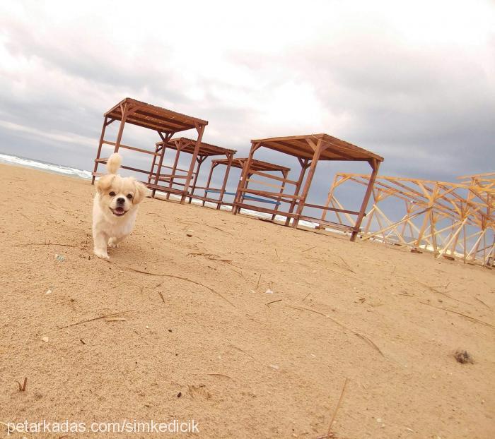 tomi Erkek Pekingese