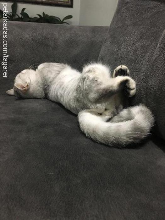 meşk Dişi British Shorthair